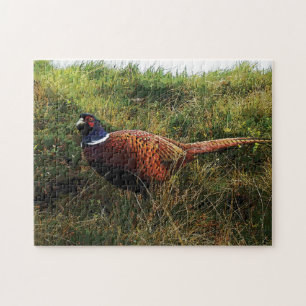 Pheasant