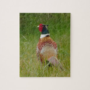 Pheasant 