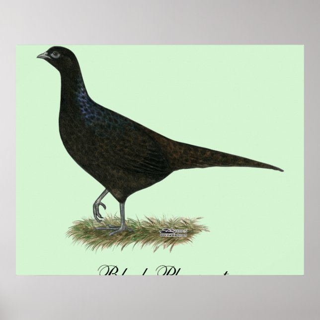 Pheasant Black Hen Poster (Vorne)