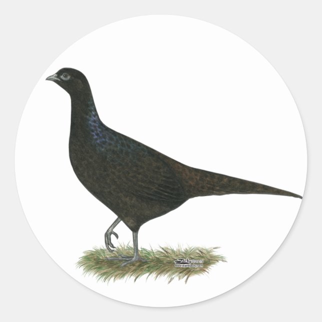 Pheasant Black Hen Runder Aufkleber (Vorderseite)