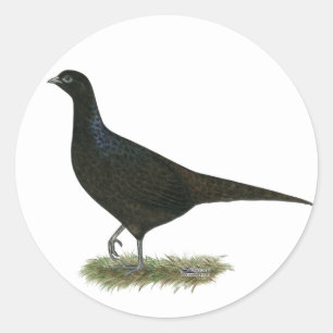 Pheasant Black Hen Runder Aufkleber