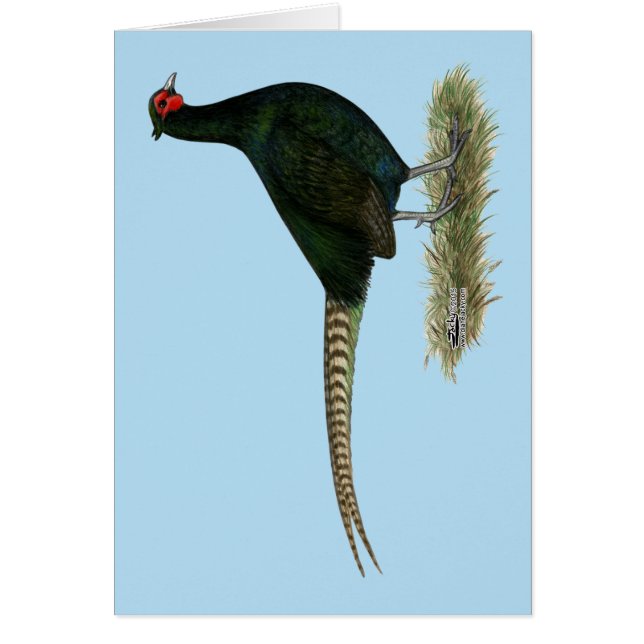 Pheasant Black Rooster (Vorne)