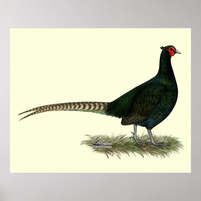 Pheasant Black Rooster Poster (Vorne)