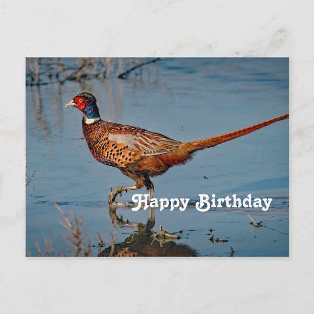 Pheasant Blue Water Foto Geburtstag Postkarte (Vorderseite)