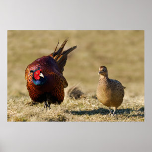 Pheasant Courtship Poster