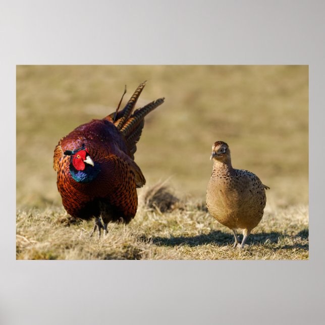 Pheasant Courtship Poster (Vorne)