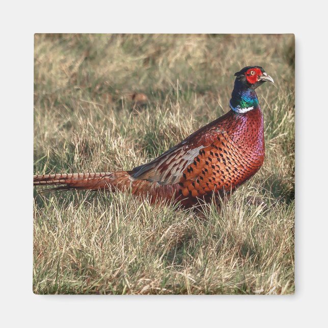 Pheasant-Foto Magnet (Vorne)