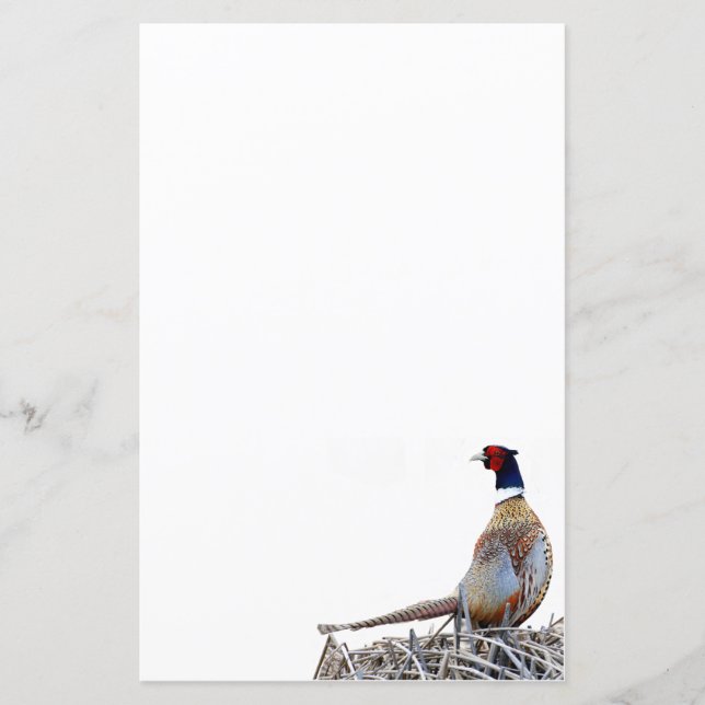 Pheasant-Foto-Papier mit Ringhals (Vorderseite)