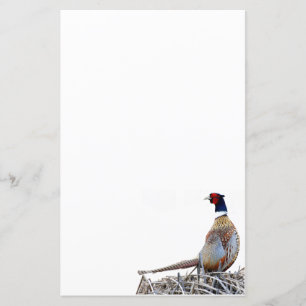 Pheasant-Foto-Papier mit Ringhals