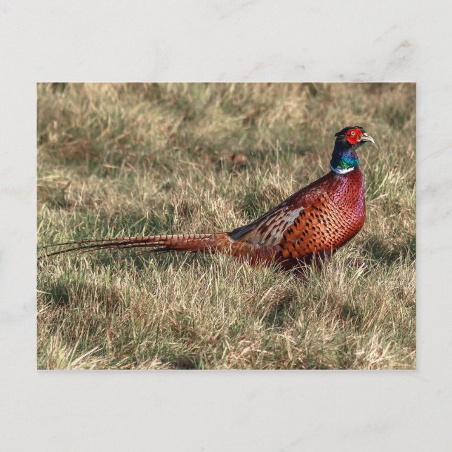 Pheasant-Foto Postkarte (Vorderseite)