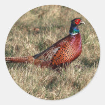 Pheasant-Foto