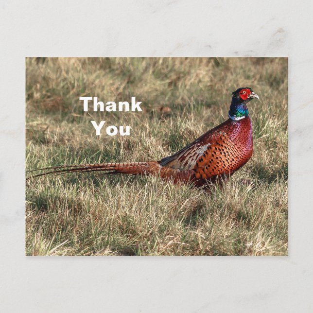 Pheasant Foto Vielen Dank Postkarte (Vorderseite)