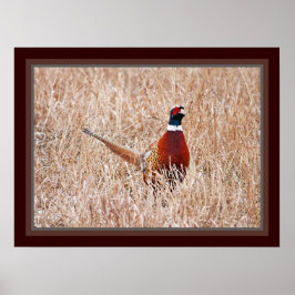 Pheasant-Poster Poster