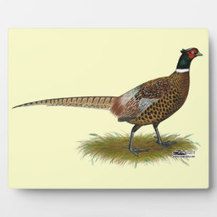 Pheasant Rooster Fotoplatte