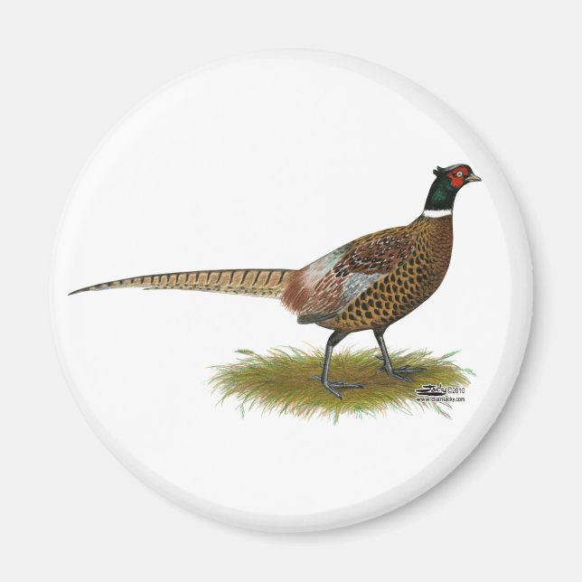 Pheasant Rooster Magnet (Vorne)
