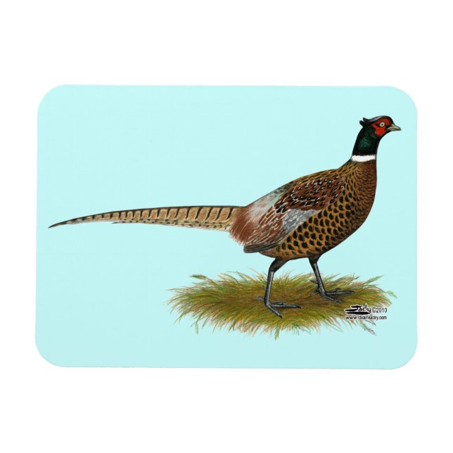 Pheasant Rooster Magnet (Horizontal)