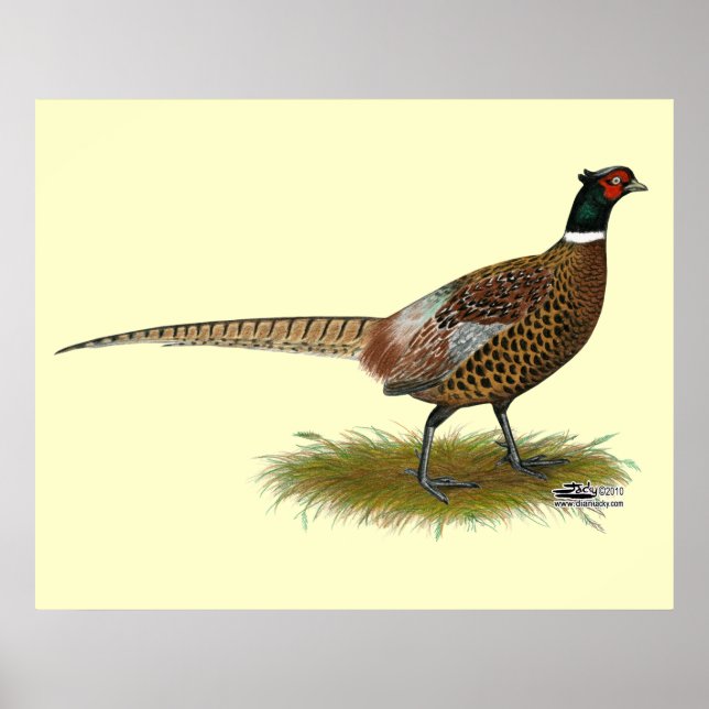 Pheasant Rooster Poster (Vorne)