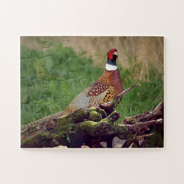 Pheasant von gefallenen Bäumen Wildtiere Oversifiz (Horizontal)