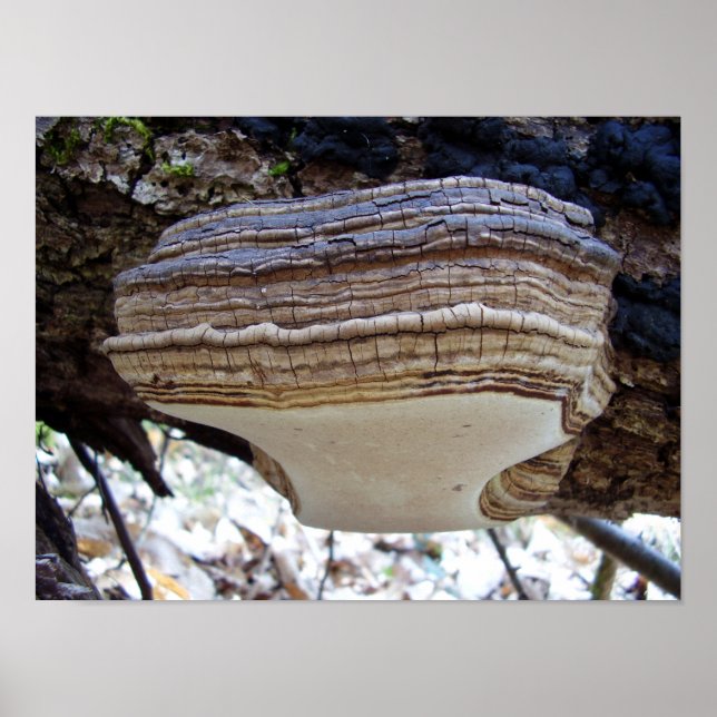 Phellinus igniarius Mushroom Poster (Vorne)