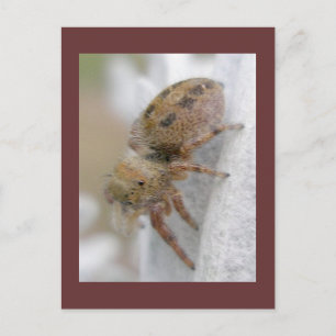 Phidippus clarus Jumping Spider Carte postale