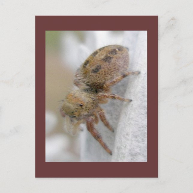 Phidippus clarus Jumping Spider Postcard Postkarte (Vorderseite)