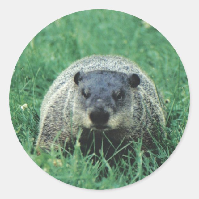 Phil Groundhog Runder Aufkleber (Vorderseite)