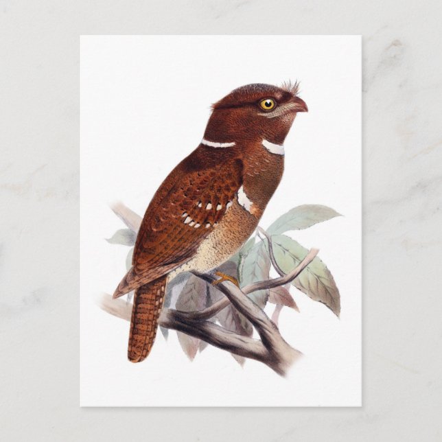 Philippine Frogmouth Postkarte (Vorderseite)