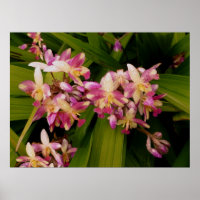 Philippine Ground Orchids