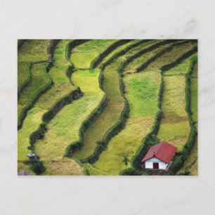 Philippinen, Batad, erhöhte Ansicht von Reis Postkarte
