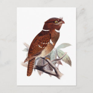 Philippinen-Frogmouth Postkarte