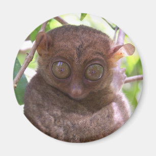 Philippinisches Tarsier Magnet