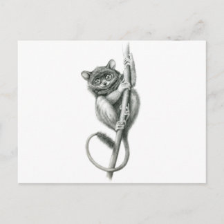 Philipppine Tarsier schukina Postkarte