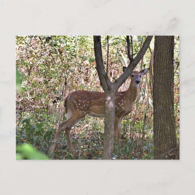 Philly Whitetail Fawn Postcard Postkarte (Vorderseite)
