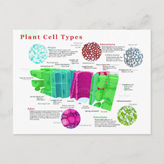 Phloem Xylem Sclerenchyma Collenchyma Leaf Postkarte