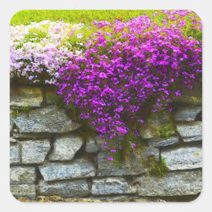 Phlox auf Felsen-Aufkleber Quadratischer Aufkleber