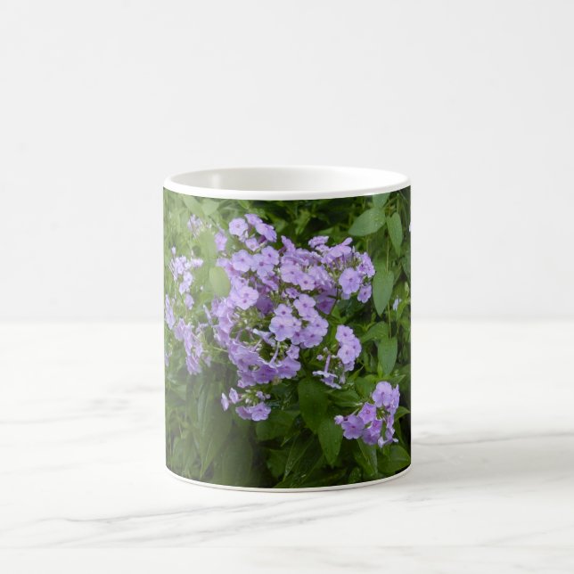 Phlox blüht Tasse (Mittel)