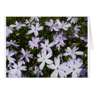 Phlox-Blume