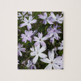 Phlox-Blume
