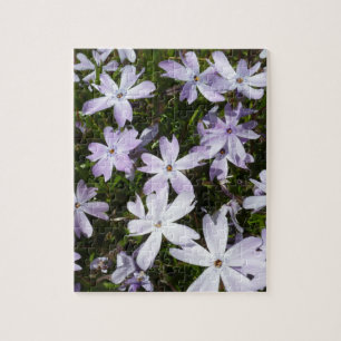 Phlox-Blume