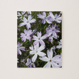 Phlox-Blume
