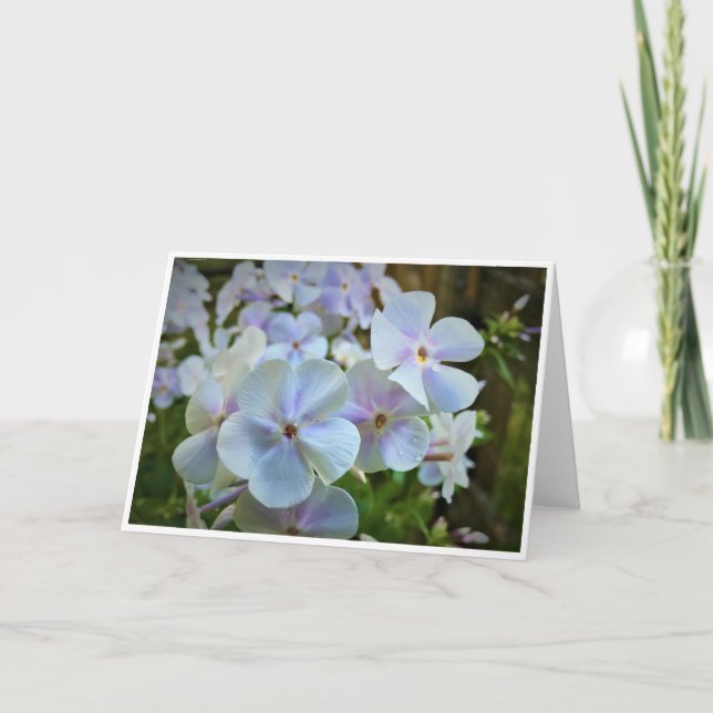 Phlox, carte (Devant)