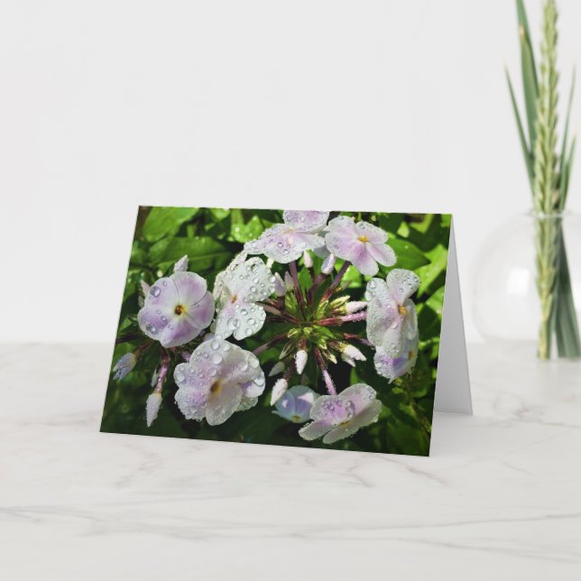 Phlox, carte (Devant)