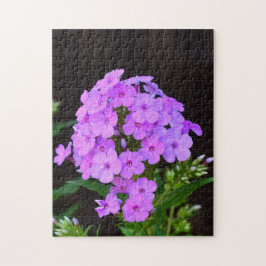 Phlox 'David's Lavender'