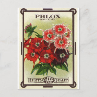 Phlox gemischt postkarte