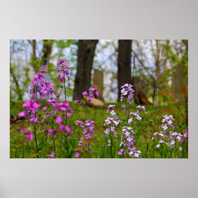 Phlox in der Nähe eines Friedhofs Poster (Vorne)