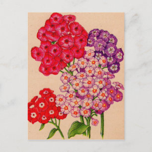 Phlox in Rot, Rosa und Lavendel Postkarte