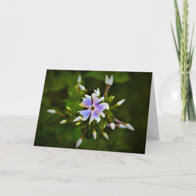 Phlox, Karte (Vorderseite)