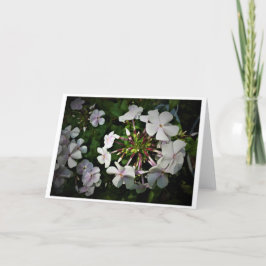Phlox, Karte