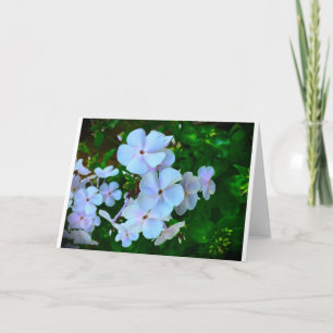 Phlox, Karte