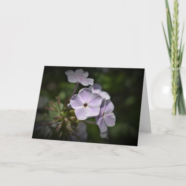 Phlox, Karte (Vorderseite)